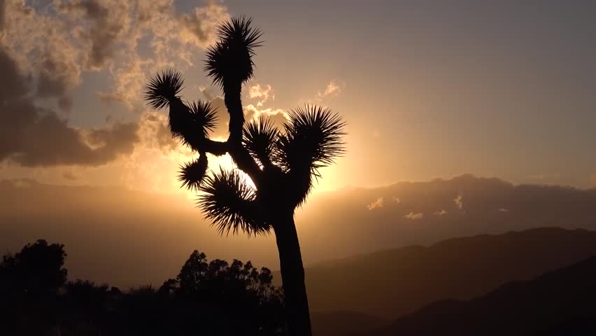 Joshua tree national park Travel landscape 