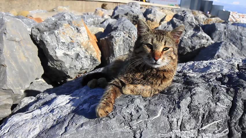Lovely tabby cat lying on rocks
