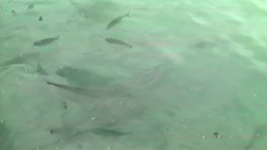 This old VHS footage captures diverse marine life swimming gracefully in murky light green waters near a beach, with both large dark fish and smaller darting ones reflecting