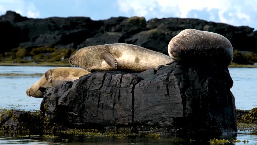 Harbor seals resting on Ytri Tunga Beach, Snaefellsnes Peninsula, West Iceland, Iceland