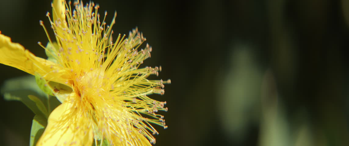 Yellow ornamental plant Hypericum calycinum 5.7K scope video