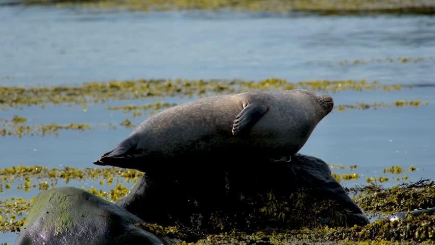 Harbor seal Phoca vitulina, resting on a rock in the ocean, Ytri Tunga Beach, Snaefellsnes Peninsula, West Iceland, Iceland
