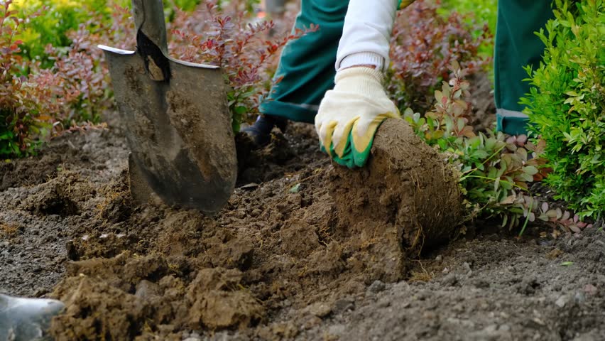 A female gardener carefully plants seedlings in a public city park during the annual seasonal effort to green urban spaces. This activity supports ecology and environmental health of large cities.