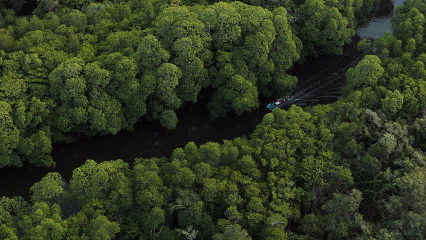 Aerial shot of a small boat slowly navigating a river through a dense, green mangrove forest in Cambodia