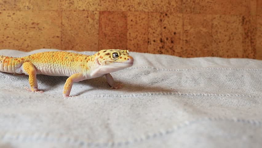 Eublifar licks its lips and smiles while posing for the camera. Lizard in a home environment