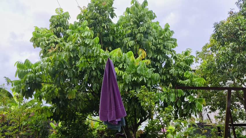 A scene featuring lush green trees under a cloudy sky, with mauve towels hung outdoors.
