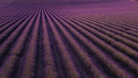 Epic Wide Aerial Diagonal Flight Over Rolling Hills of Lavender at Sunset. Stunning Vibrant Incredible View of Rows of Blooming Flowers - Powered by Shutterstock - Get 15% off with code: PIKWIZARD15