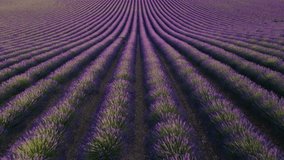 Epic Wide Drone Flight Over Rolling Hills of Purple Lavender Fields at Sunset. Stunning Aerial Vibrant Incredible View of Rows of Crops - Powered by Shutterstock - Get 15% off with code: PIKWIZARD15