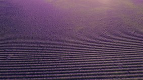 Incredible Epic Wide Drone Flight Over Rolling Hills of Purple Lavender Fields at Sunset. Very High Stunning Aerial Fly Right - Powered by Shutterstock - Get 15% off with code: PIKWIZARD15