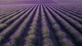 Epic Rolling Hills of Lavender Fields in Provence France Drone Aerial Flight at Sunset. Beautiful Vibrant Nature. Stunning Scene. - Powered by Shutterstock - Get 15% off with code: PIKWIZARD15
