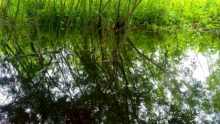 Overgrown pond with trees, swamp, marsh, swampy area, marshland close-up of the swamp water.