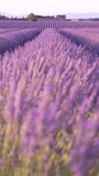 Vertical Video Lavender Fields Blowing in the Wind Building Rows of Purple Flowers at Sunset in Provence France. Background in Focus - Powered by Shutterstock - Get 15% off with code: PIKWIZARD15