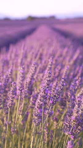Vertical Video Lavender Fields Blowing in the Wind Building Rows of Purple Flowers at Sunset in Provence France. Foreground in Focus