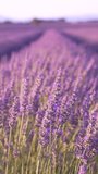 Vertical Video Lavender Fields Blowing in the Wind Building Rows of Purple Flowers at Sunset in Provence France. Foreground in Focus - Powered by Shutterstock - Get 15% off with code: PIKWIZARD15