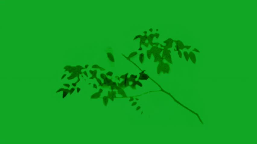 Branch Silhouette Shadow on Green Background