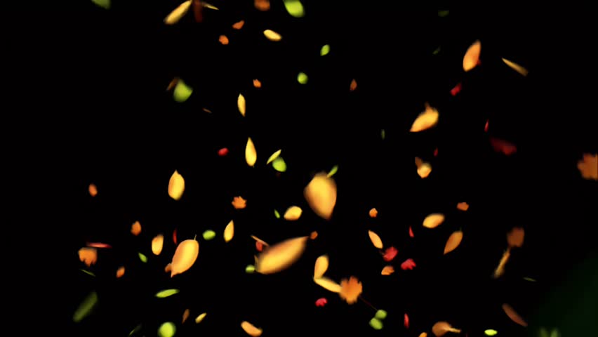 Autumn Leaves Falling on Dark Background