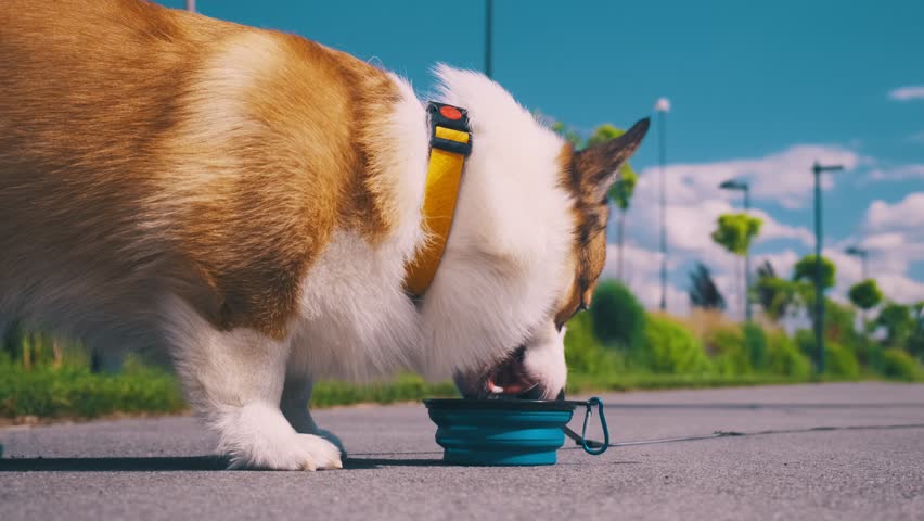 Red and white Welsh Corgi drinks water from a blue collapsible bowl in a public urban park. Bright summer day, the dog in a yellow collar enjoys the walk
