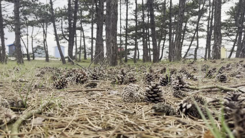 Pine cones in the forest in windy weather