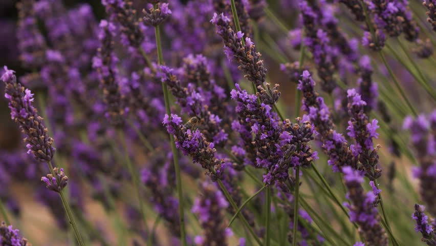 Close Up Bees Pollinating Lavender Fields in Provence France. Incredible Scene Nature Gentle Breeze Purple Flowers