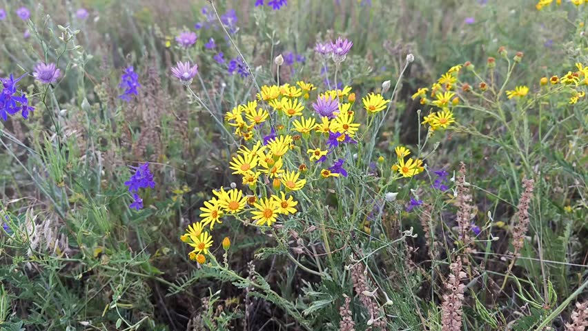 Wildflowers in meadows in summer. Honey plants in summer in Ukraine. Grasses of the steppe part of Ukraine.