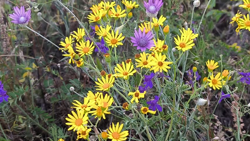Wildflowers in meadows in summer. Honey plants in summer in Ukraine. Grasses of the steppe part of Ukraine.
