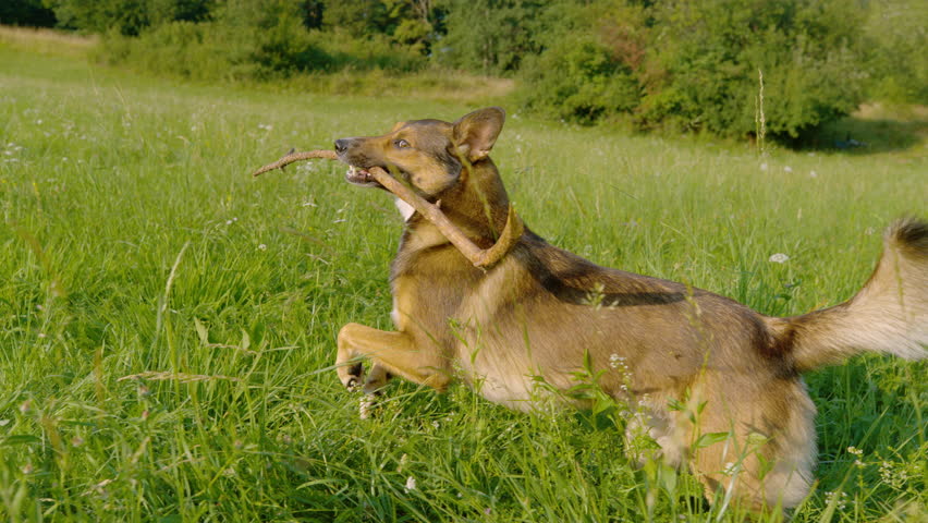 CLOSE UP, SLOW MOTION: Excited shepherd dog is carrying a stick in its mouth while running through lush green grass of a forest meadow. Pure joy and energetic play during a summer walk in nature.