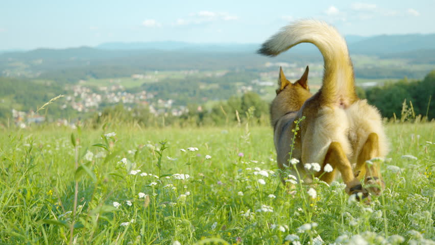 SLOW MOTION, DOF: Brown shepherd dog runs energetically through vibrant meadow dotted with white flowers. Playful doggo on a walk in the hills above a picturesque village, nestled among rolling hills.