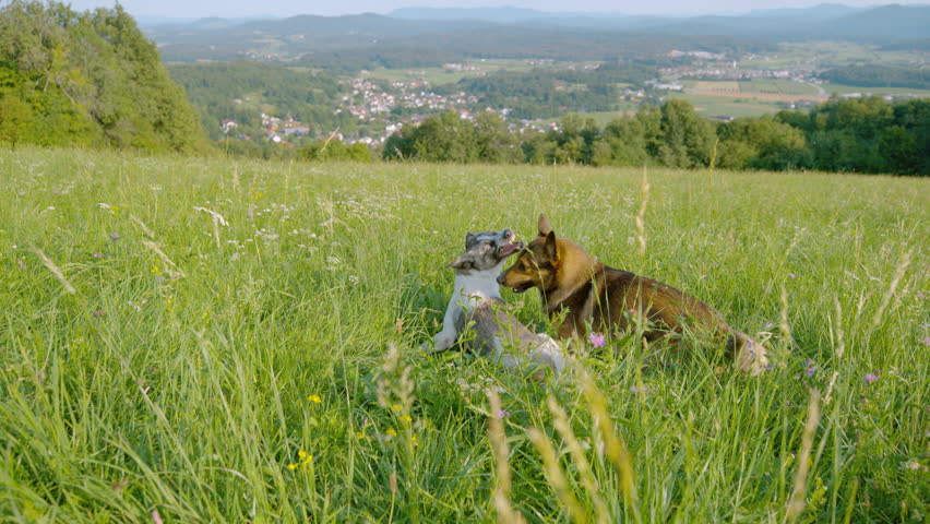 SLOW MOTION: Energetic dogs chase and wrestle each other while playing on a vibrant green meadow with a scenic view of a charming village that stretches across rolling hills under a bright summer sky.