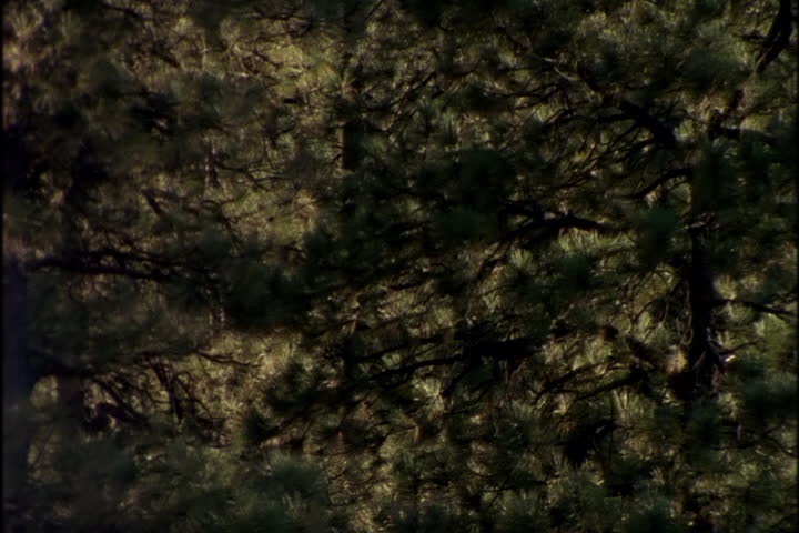 LOS ALAMOS, NEW MEXICO - CIRCA SEPTEMBER 1998: Camera tilts up from evergreen tree branches to the Los Alamos National Laboratory campus.