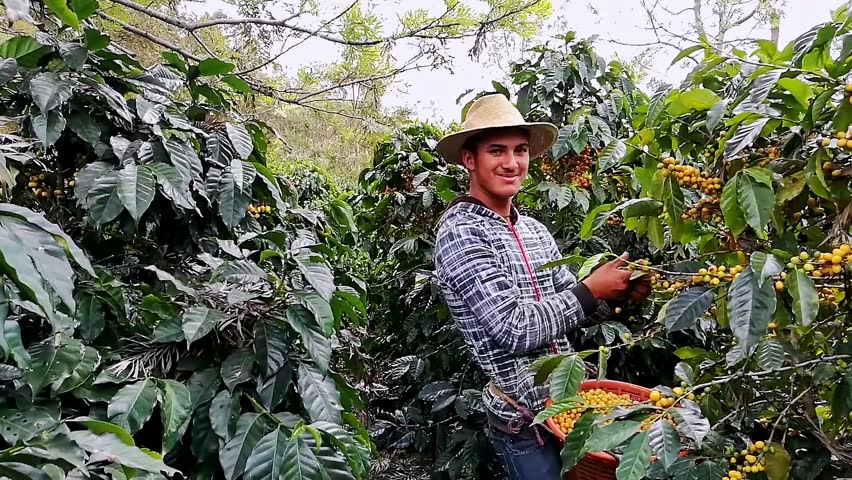 Farmer picking Arabica coffee beans on the coffee tree.