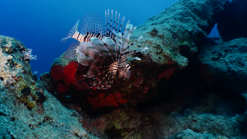lionfish  underwater searching and patroling rocks for food
