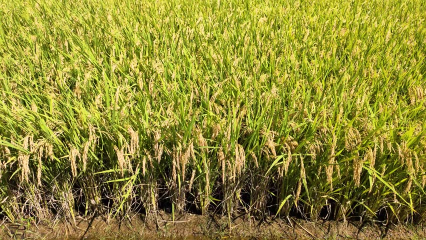 Rice ears swaying in the wind, Yamagata prefecture Japan