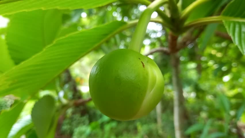 A green fruit known as Chalta or elephant apple hanging on a tree. This outdoor scene highlights the natural elements of the fruit tree, including its leaves and branches. 
