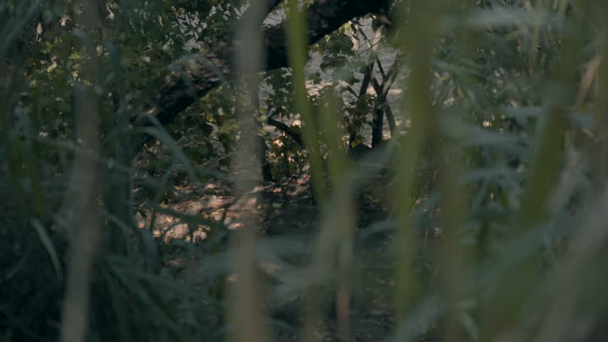 hiking trail in the forest Waikiki Honolulu Hawaii