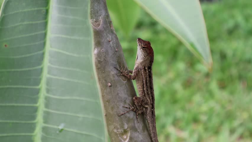 A small brown anole lizard perches and fans its throat on the vibrant green leaves of a plumeria plant. Florida, June 12, 2025