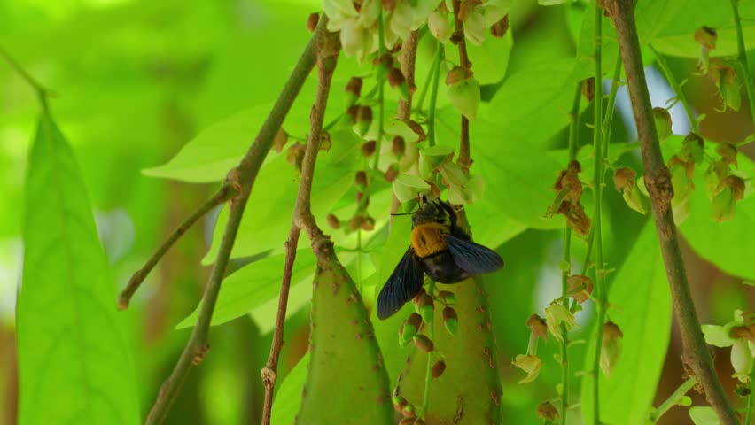 Bumblebees are sucking nectar from the flowers of a Millettia leucantha tree
