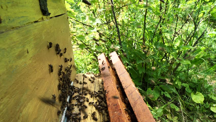 Bees strictly guard their colony. 
Guard bees do not let strangers into your hive of bees. Even destroy them.
