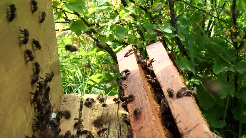 Bees strictly guard their colony. 
Guard bees do not let strangers into your hive of bees. Even destroy them.
