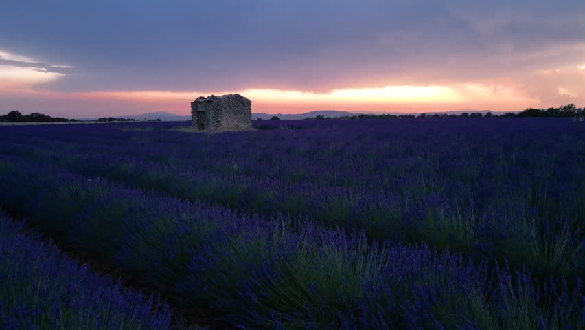Lavender Field in Provence France at Sunset Stone Hut Slow Drone Aerial Move Up Empty Field