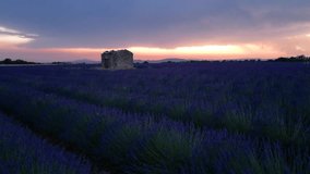 Lavender Field in Provence France at Sunset Stone Hut Slow Drone Aerial Move Up Empty Field - Powered by Shutterstock - Get 15% off with code: PIKWIZARD15