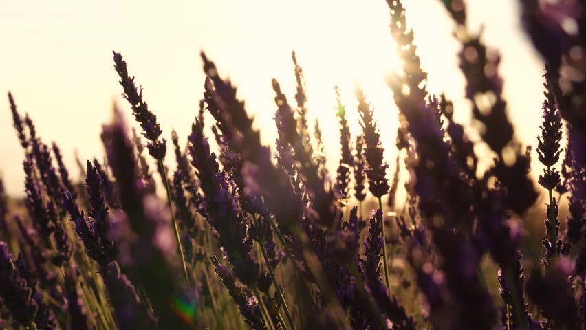 Lavender Beautiful Slow Motion Close Up Sunset Flare Through Plants in Southern France Provence. Field of Purple Flowers Back Lit By Sun