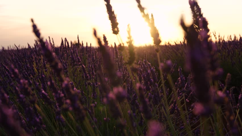 Lavender Gorgeous Sunset Flare Close Up Through Plants in Southern France Provence. Field of Purple Flowers Beautiful Sun Nature in Slow Motion