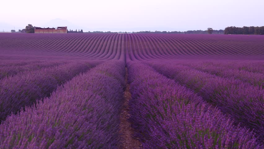 Lavender Field Between Pink and Purple Flowers at Sunset. Beautiful Farm Crop Agriculture Stone Building in Background Purple Flowers