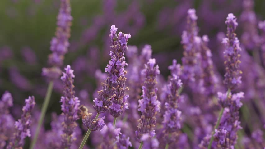Lavender Plant Extreme Close Up Purple Pink Flower with Bee in Background Shallow Depth of Field Provence Region France