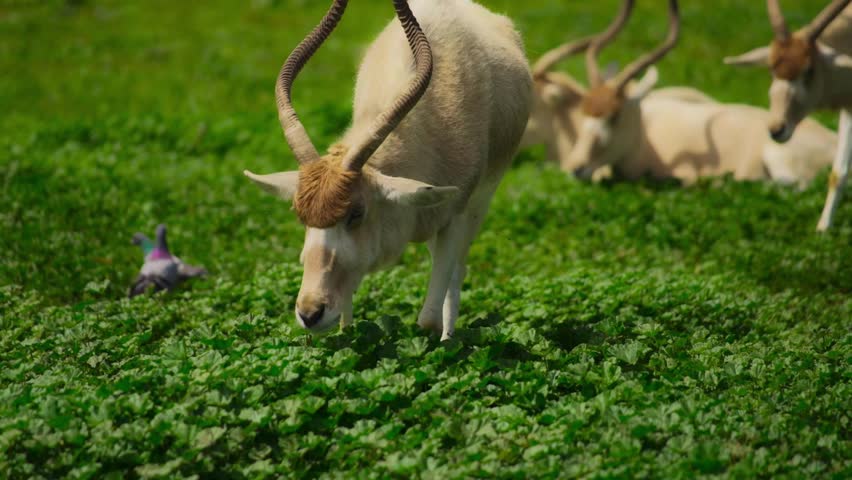 Addax Antelopes In Fresh Green Environment 