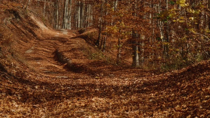 Forest hiking trail covered in orange leaves during fall, surrounded by leafless trees and earthy tones. Great for tourism, outdoor lifestyle content, and autumn-themed promotional footage.