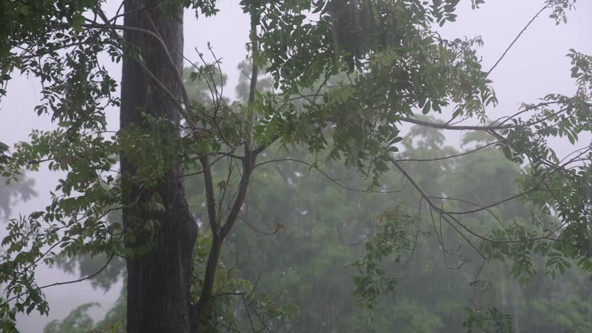 Raining over trees and greenery forest
