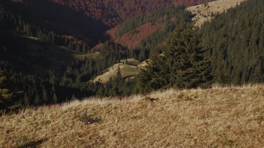 Aerial tilt-up view over colorful Carpathian Mountains during autumn. Forested hills, morning mist and layered valleys create cinematic landscape for travel ads and nature promos.