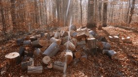 Tilt-up shot from stacked firewood to tall sunlit trees in a golden autumn forest. Captured in the Carpathians, this footage is ideal for eco lifestyle, forestry, and nature themes. - Powered by Shutterstock - Get 15% off with code: PIKWIZARD15
