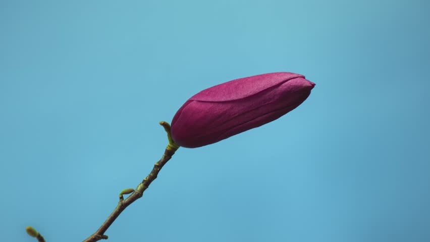 Beautiful timelapse of a purple magnolia flower blooming on a branch with a vibrant blue sky background. Perfect for nature, springtime, and growth concepts in high-quality footage. 